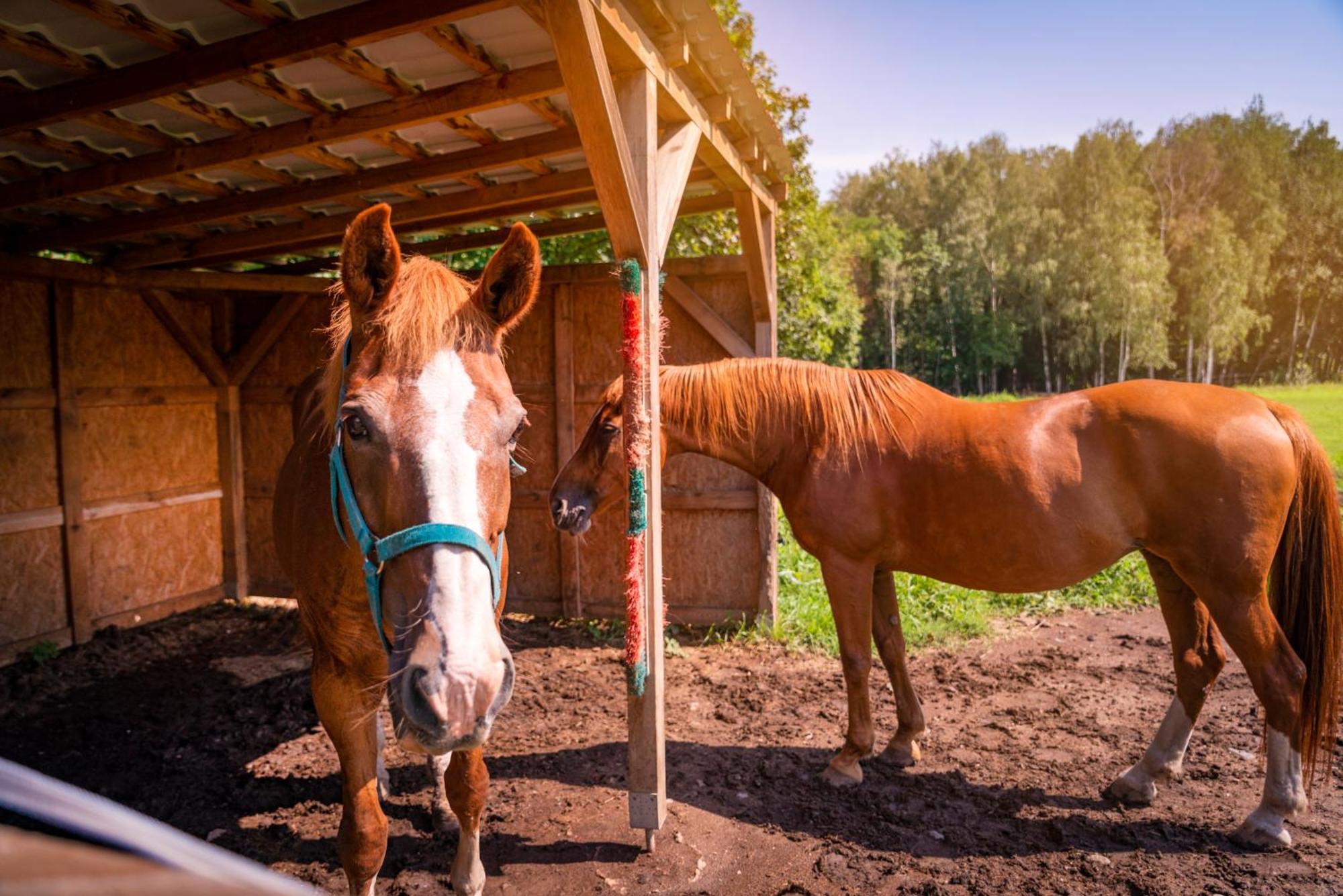Pension U Jezu Klášterec nad Ohří エクステリア 写真